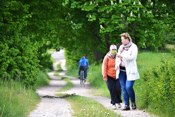 Auf einem Feldweg unter einer Baumallee gehen zwei Menschen spazieren. Eine andere Person entfernt sich mit dem Fahrrad von den Beiden. 